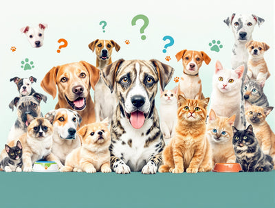 Top 10 Most Asked Pet Questions - Answered by Experts