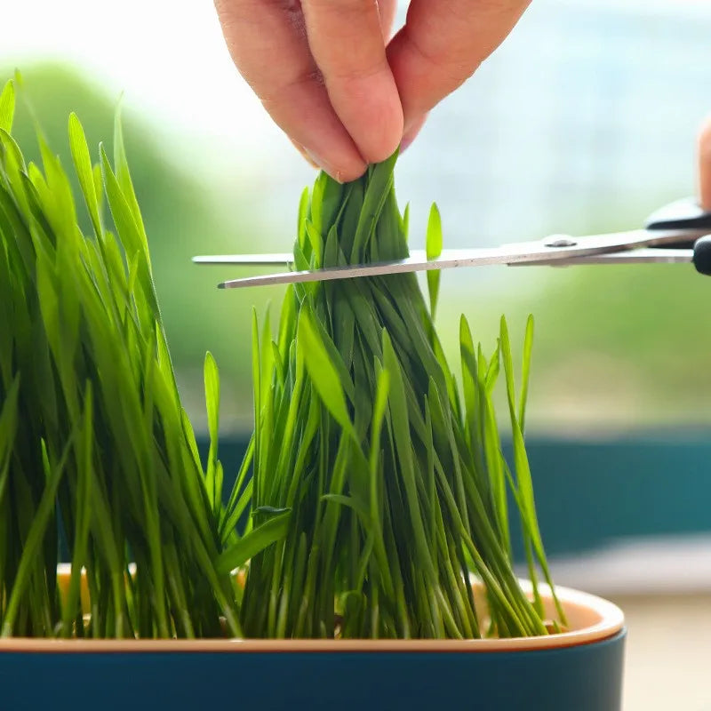 Load image into Gallery viewer, Hydroponic Cat Grass Box
