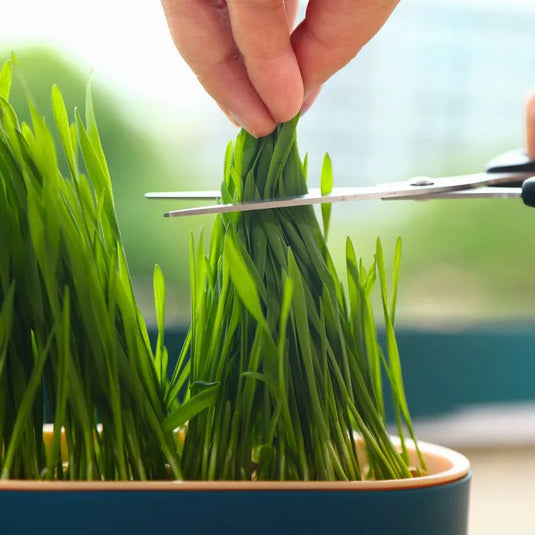 Hydroponic Cat Grass Box