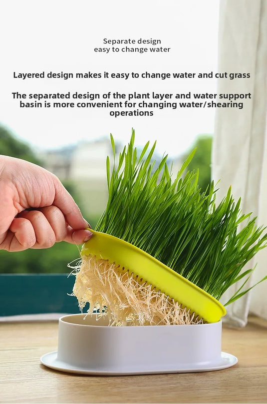 Hydroponic Cat Grass Box
