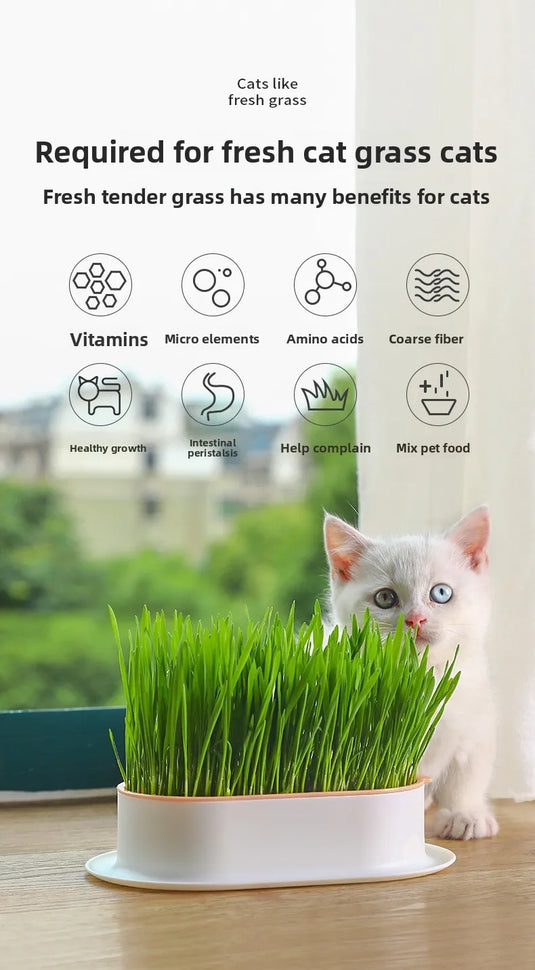 Hydroponic Cat Grass Box