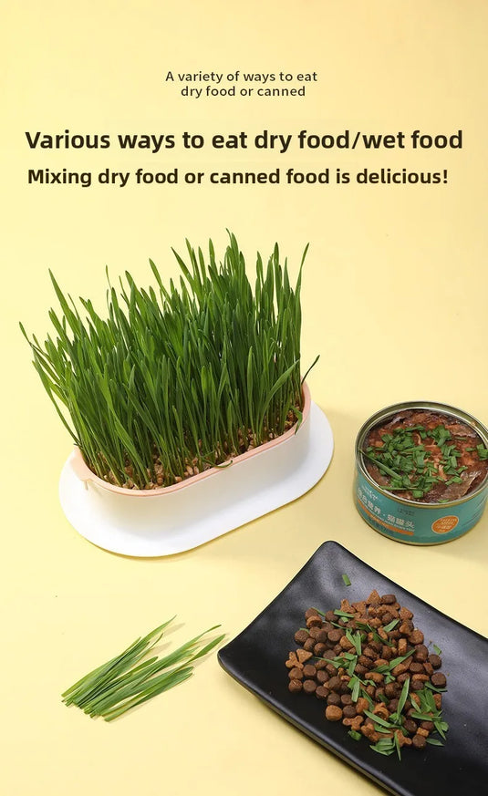 Hydroponic Cat Grass Box