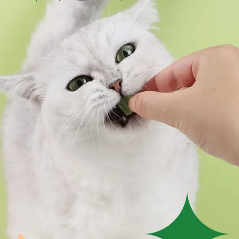 Cat Grass Particles