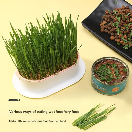 Hydroponic Cat Grass Box