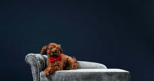 PET CARE